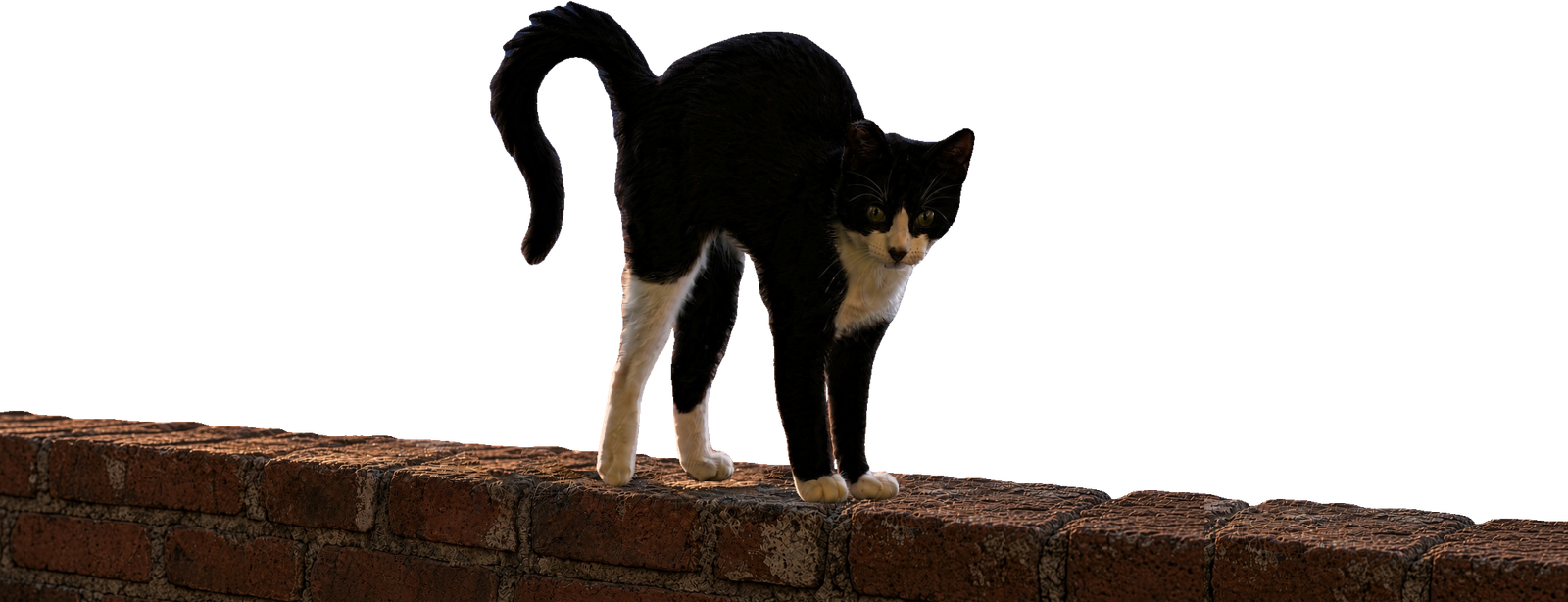 Curved cat on the wall